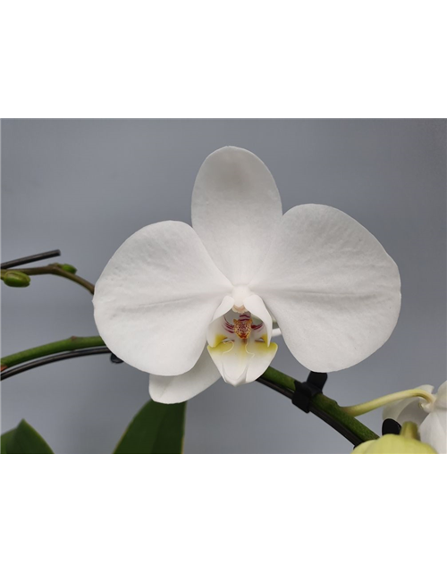 Phalaenopsis Balletto Wing 2-R T12