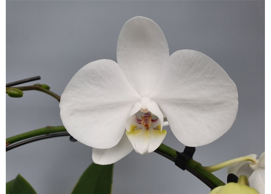 Phalaenopsis Balletto Wing 2-R T12