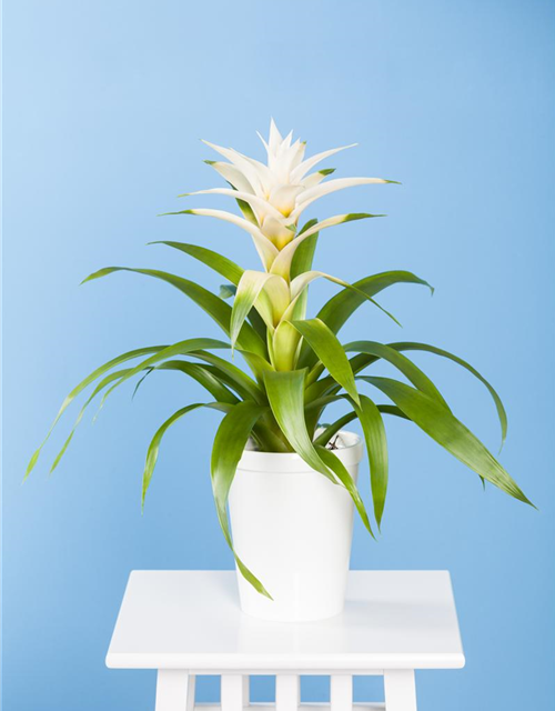 Bromelia hybriden