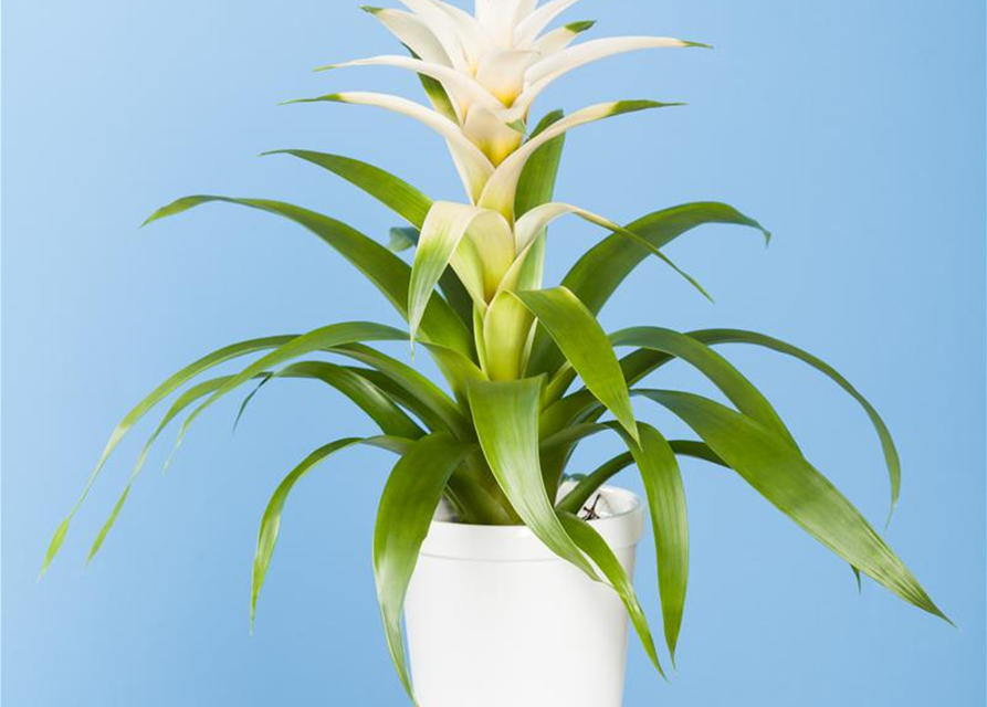 Bromelia hybriden