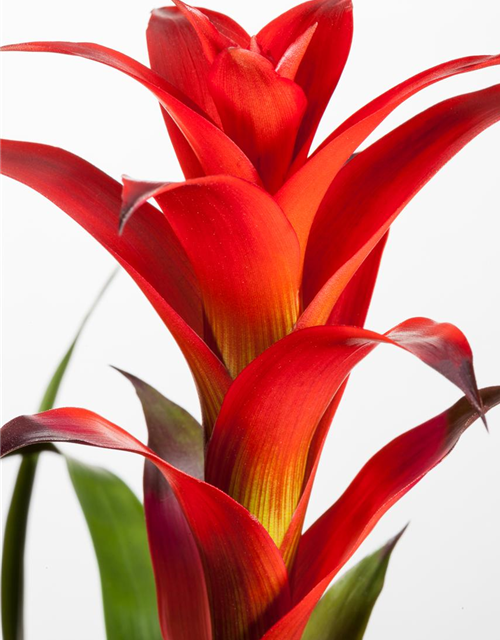 Bromelia hybriden