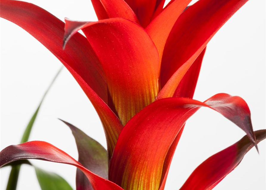 Bromelia hybriden