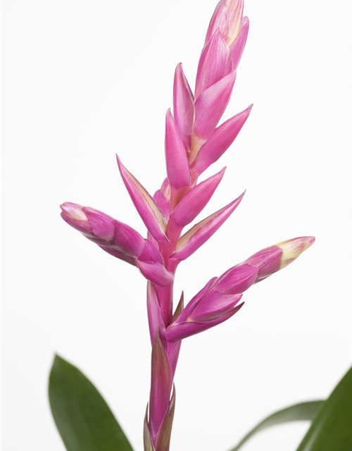 Bromelia hybriden