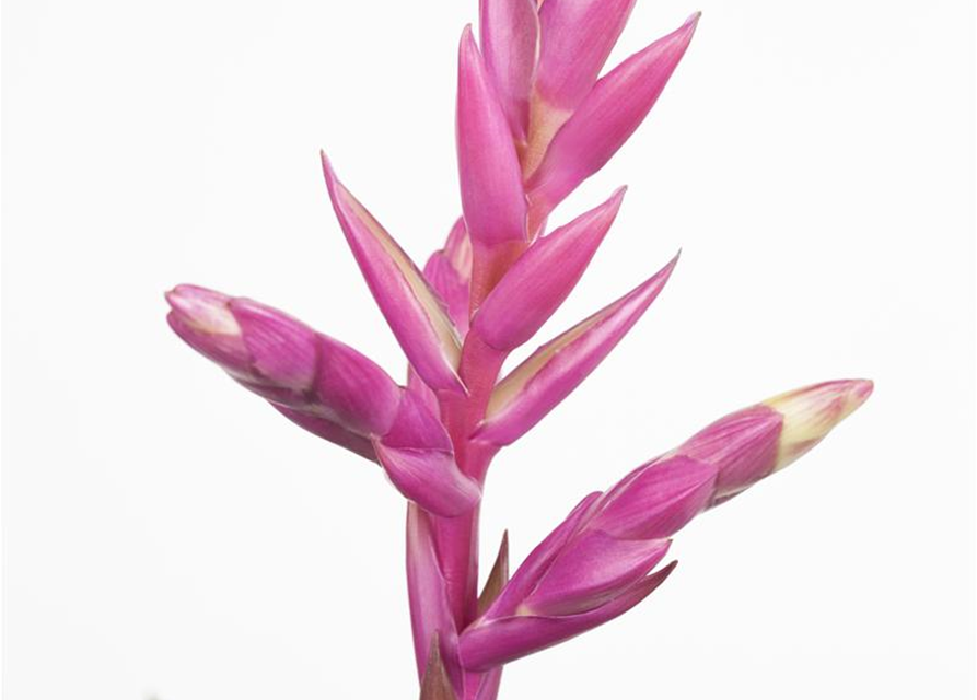 Bromelia hybriden