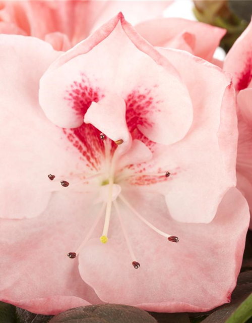 Rhododendron simsii