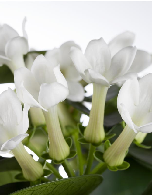 Stephanotis floribunda