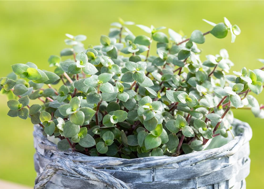 Callisisa repens