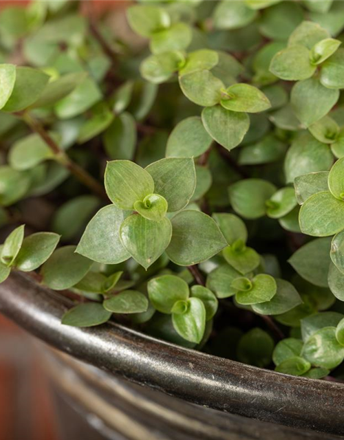 Callisisa repens