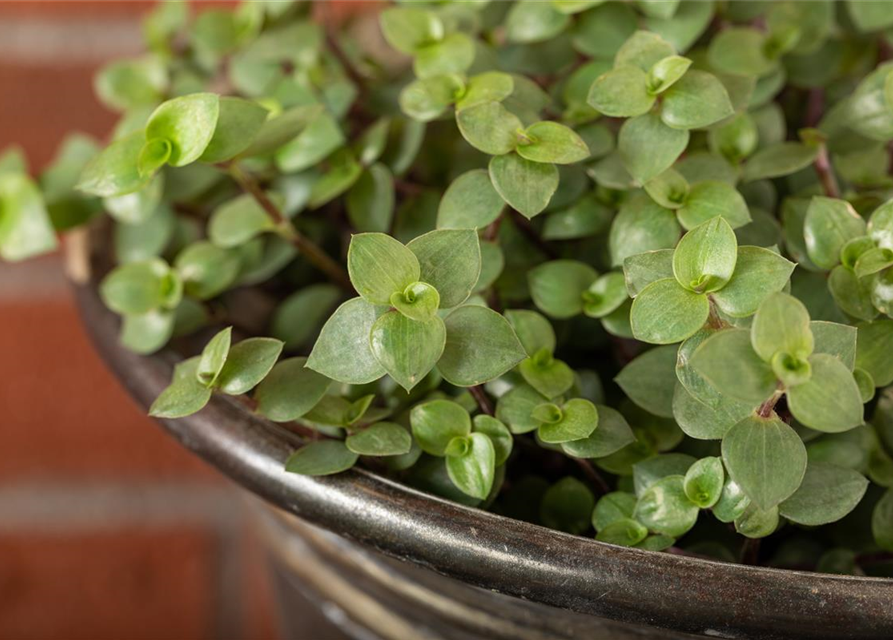 Callisisa repens