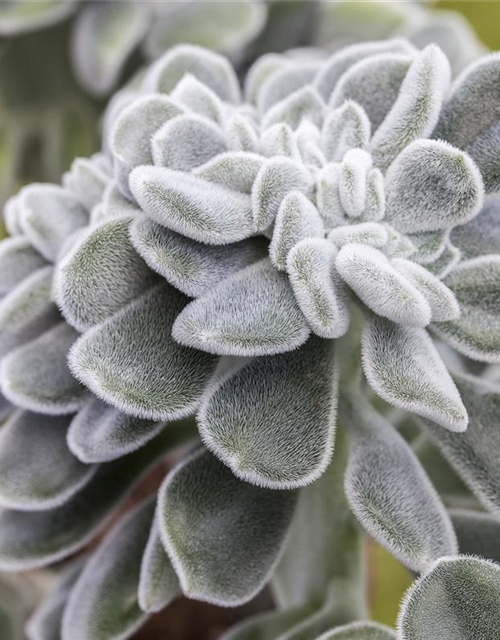 Echeveria hybrida Mars