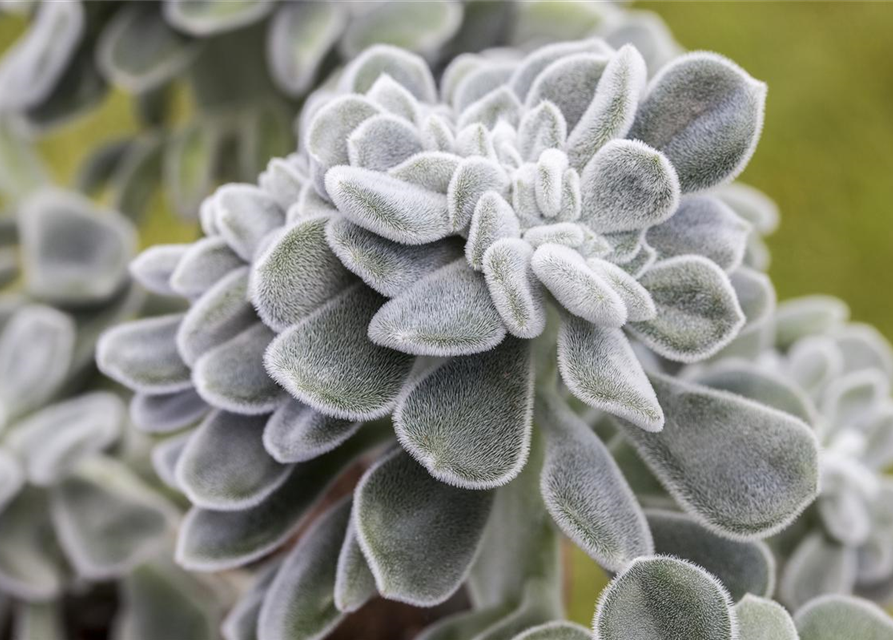 Echeveria hybrida Mars