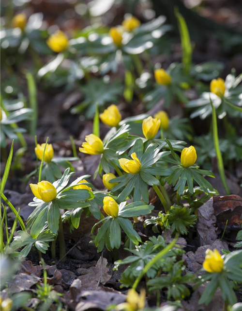 Eranthis hyemalis