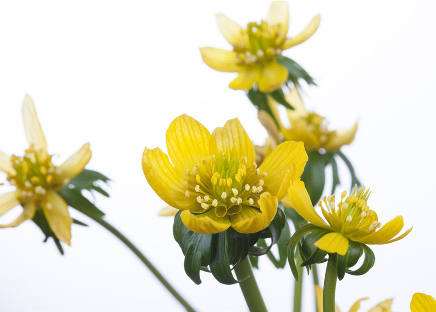 Eranthis hyemalis