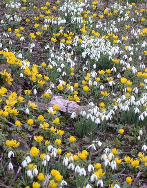 Eranthis hyemalis