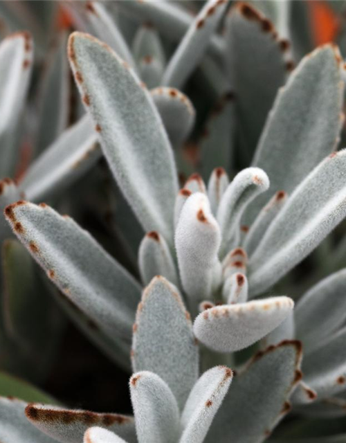 Kalanchoe Tomentosa