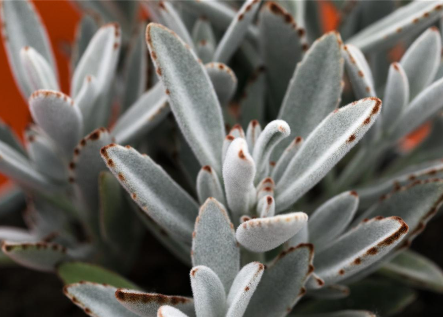 Kalanchoe Tomentosa