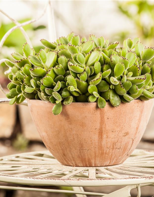 Kalanchoe Tomentosa