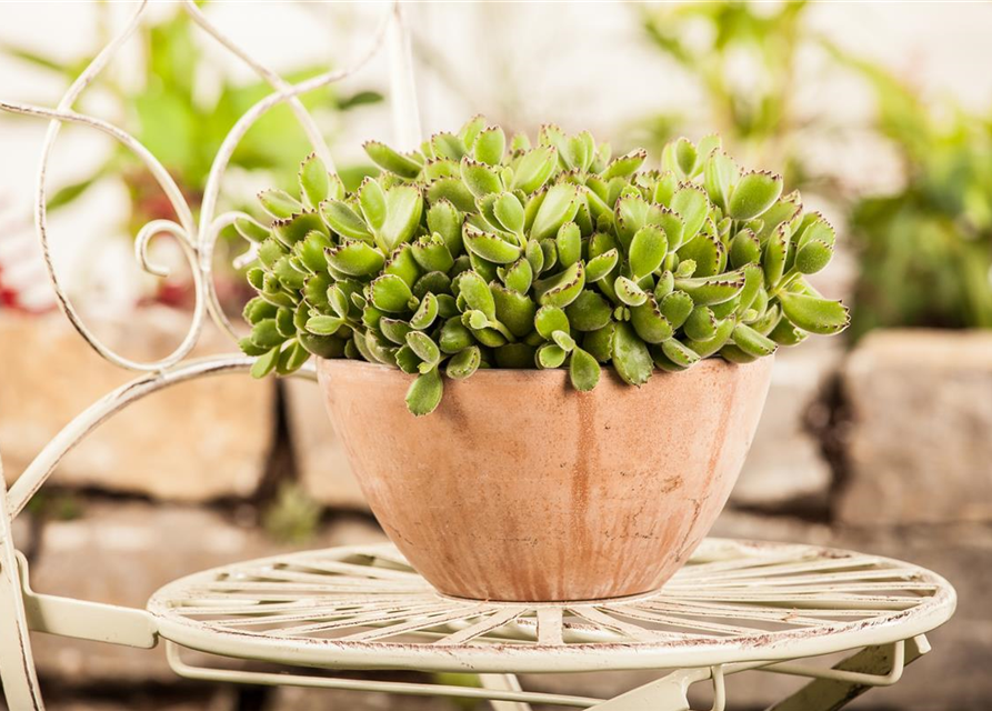 Kalanchoe Tomentosa