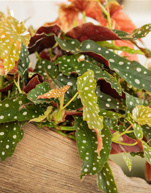 Begonia maculata