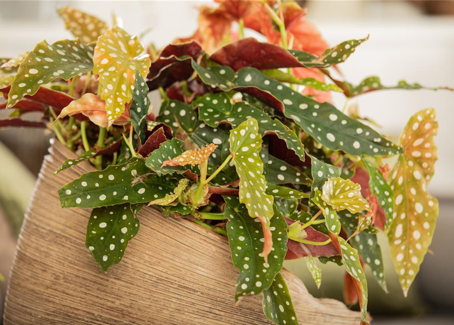 Begonia maculata