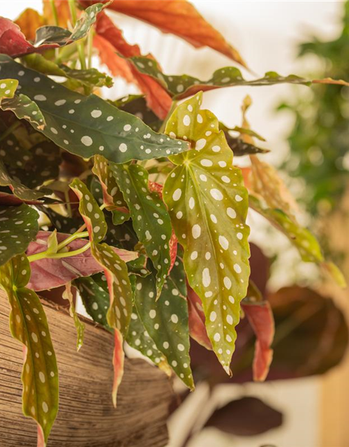 Begonia maculata