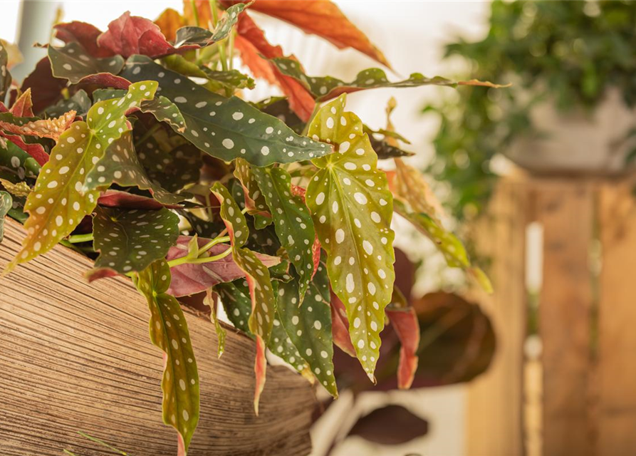 Begonia maculata