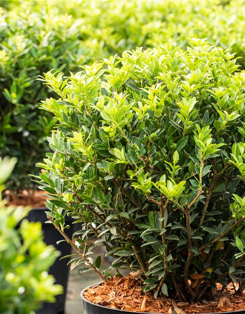 Ilex crenata Buxbol