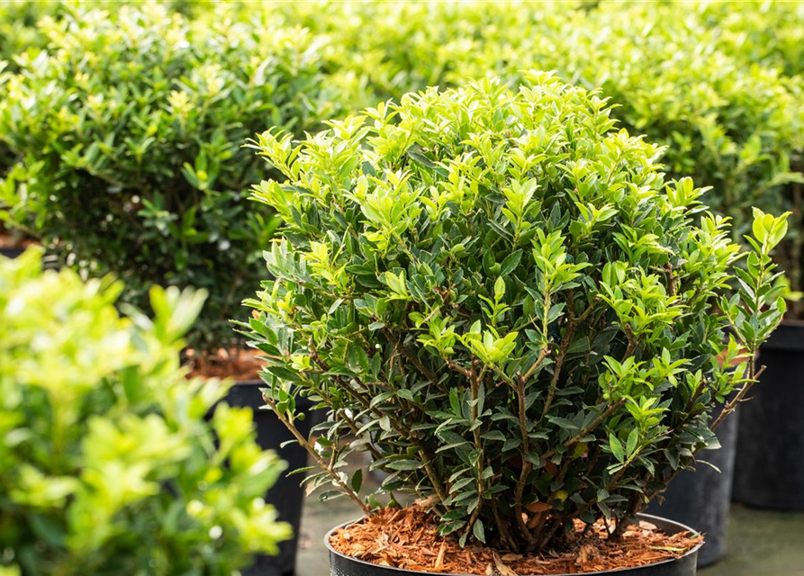 Ilex crenata Buxbol