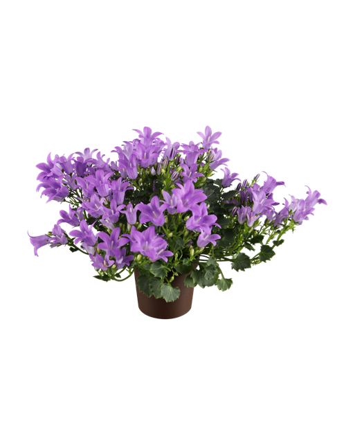 Campanula portenschlagiana GetMee Mini