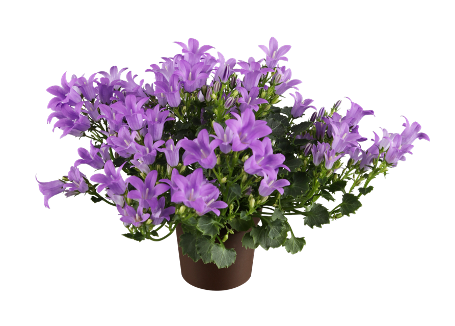 Campanula portenschlagiana GetMee Mini