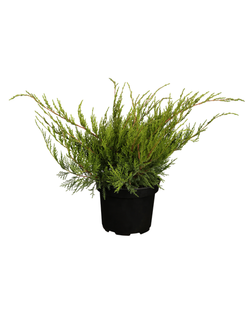 Juniperus media Mint Julep