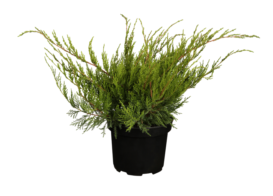 Juniperus media Mint Julep