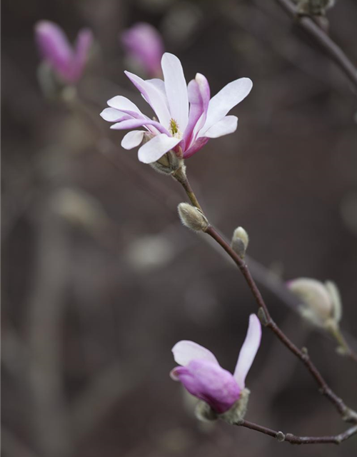 Magnolia soulangiana