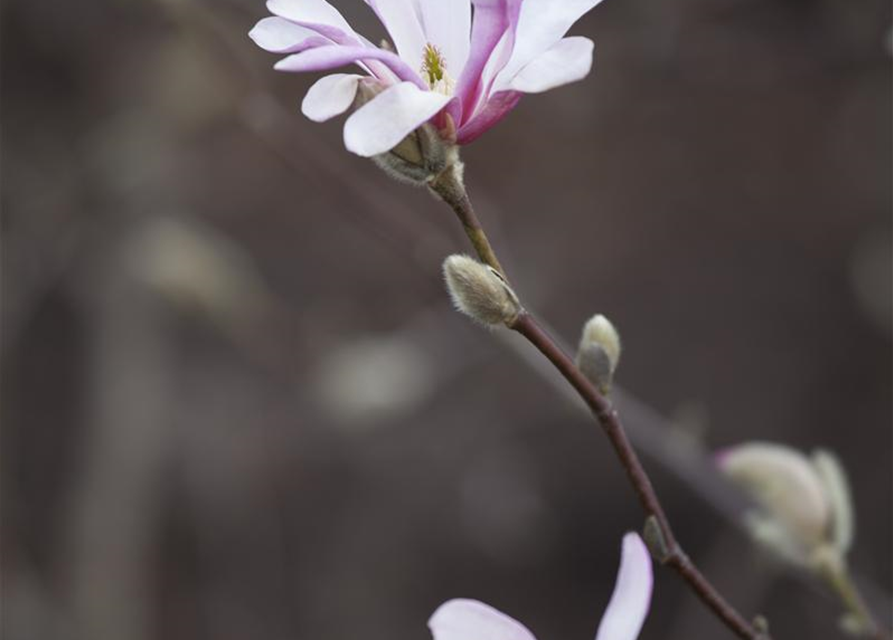 Magnolia soulangiana