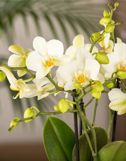 Phalaenopsis Bouquett Beauty