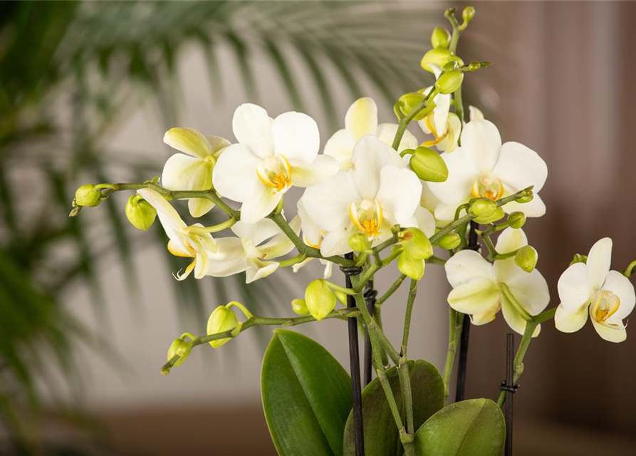 Phalaenopsis Bouquett Beauty