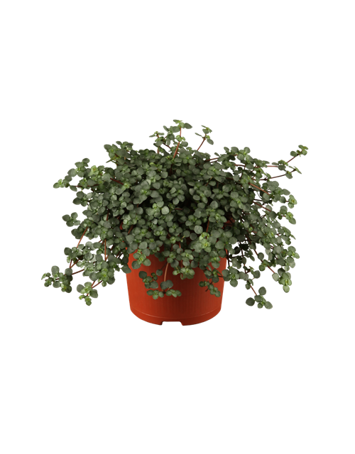 Pilea glauca Chique Ampel