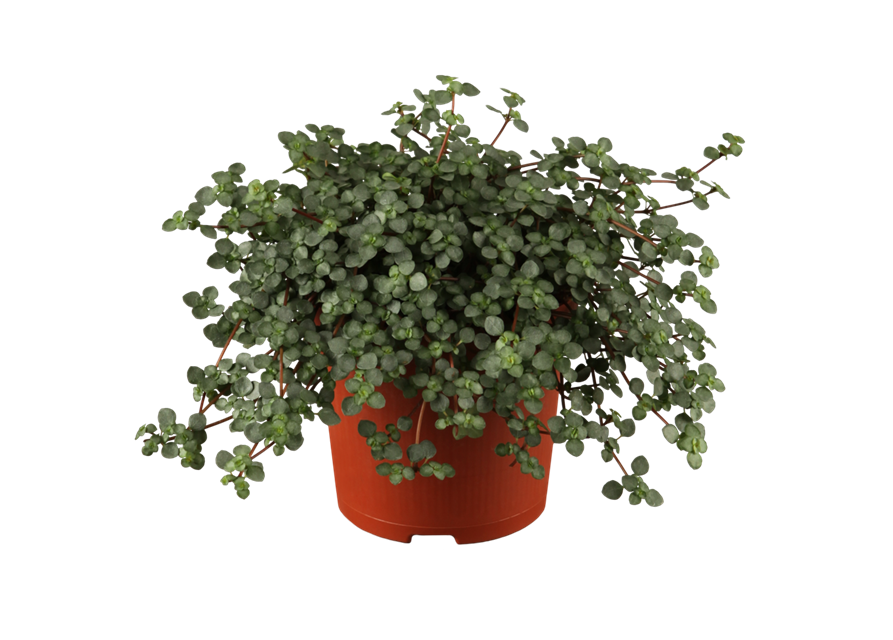 Pilea glauca Chique Ampel