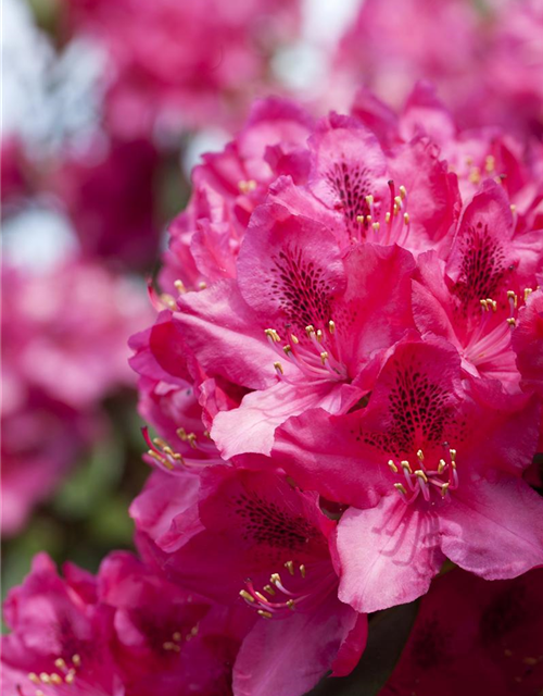 Rhododendron Hybrid Erato