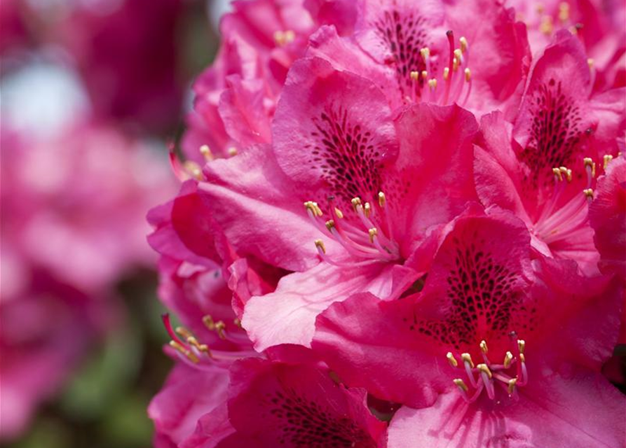 Rhododendron Hybrid Erato