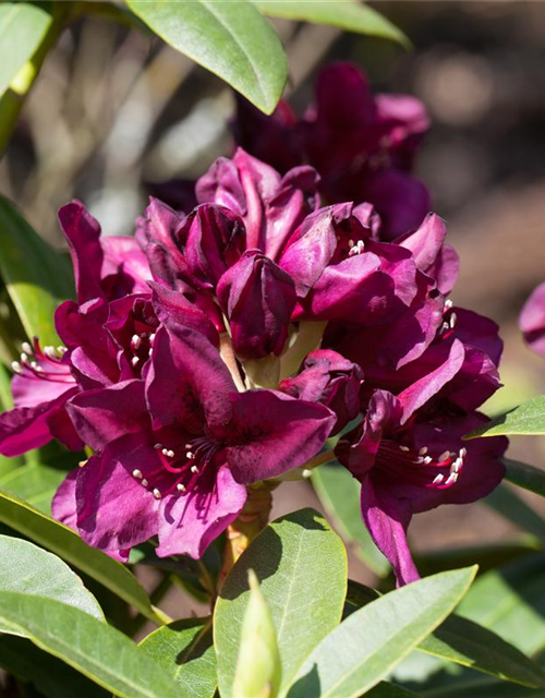 Rhododendron Hybrid Polarnacht