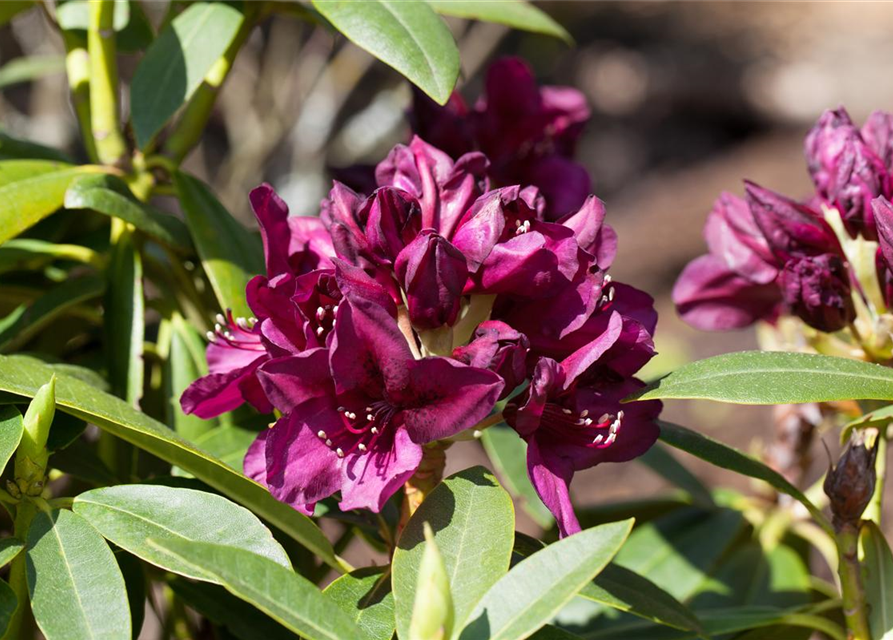 Rhododendron Hybrid Polarnacht