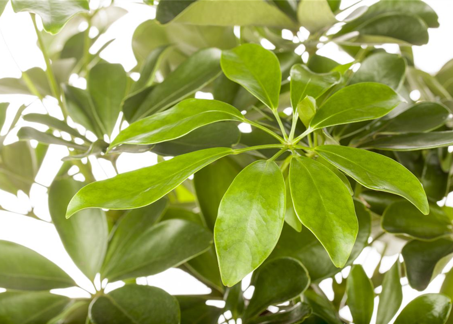 Schefflera arboricola Nora