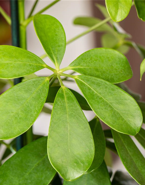 Schefflera arboricola Nora