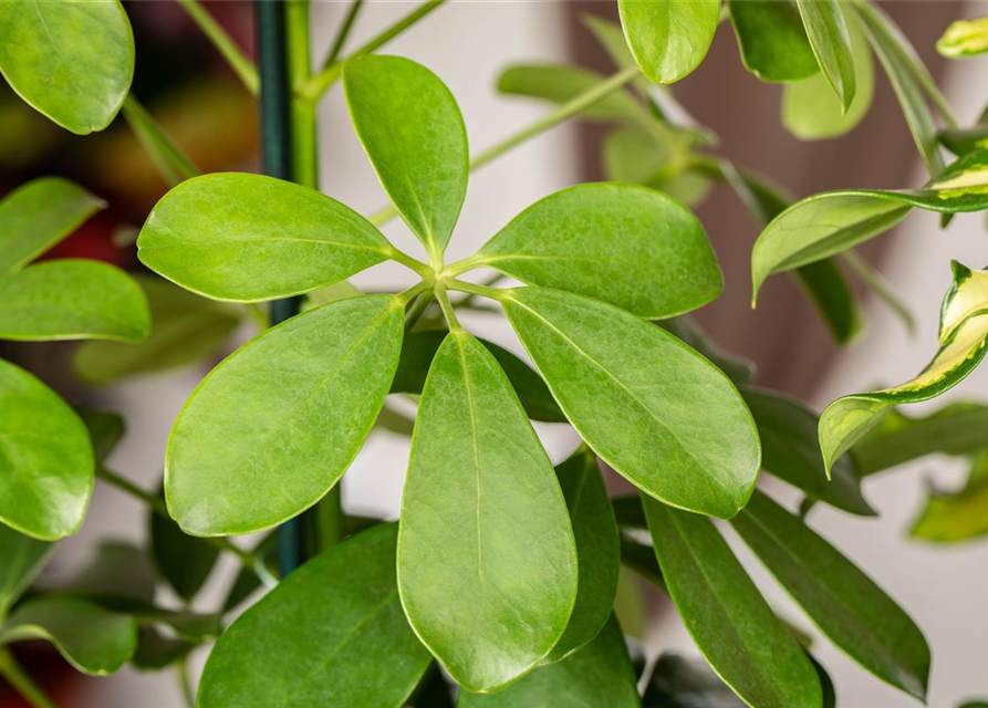 Schefflera arboricola Nora