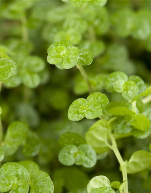 Soleirolia soleirolii