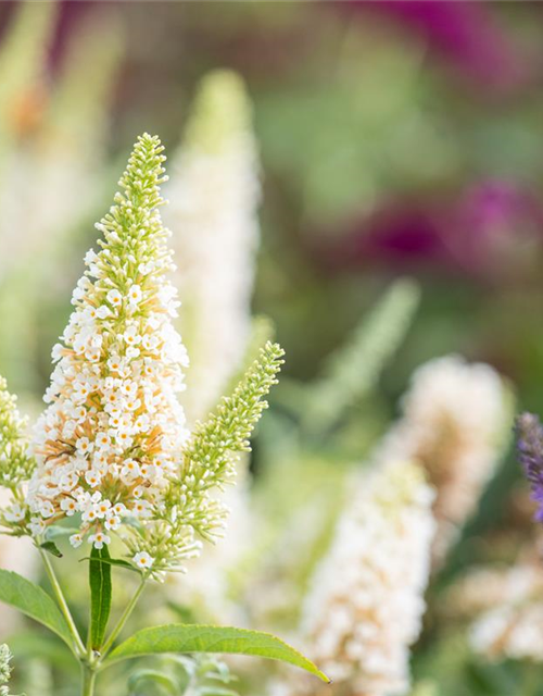 Buddleja Hybride Buzz Ivory