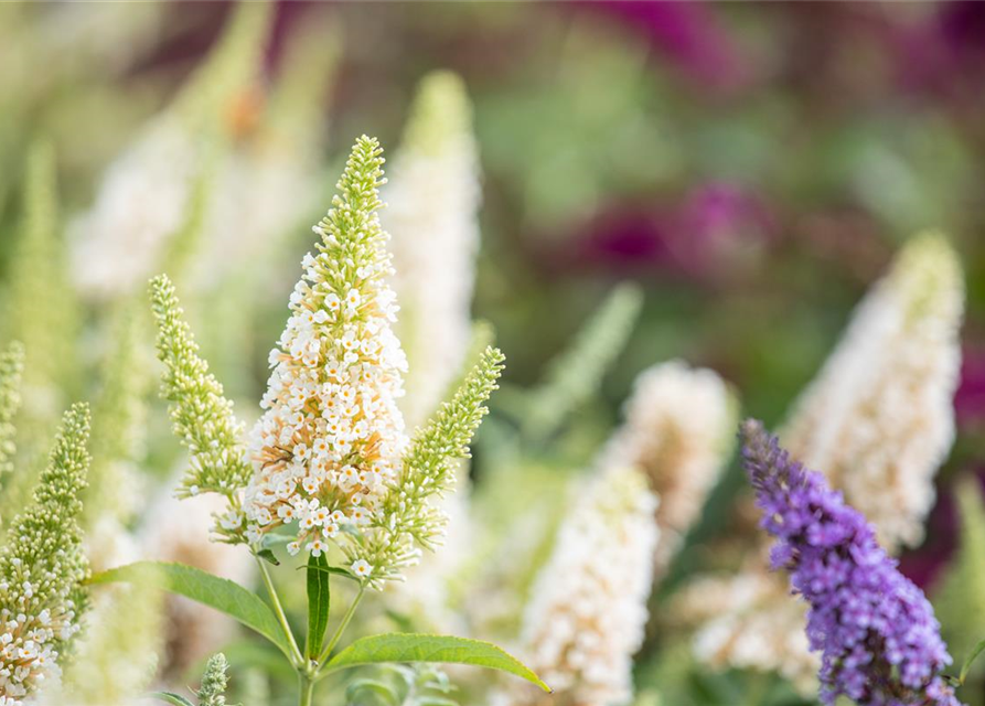 Buddleja Hybride Buzz Ivory