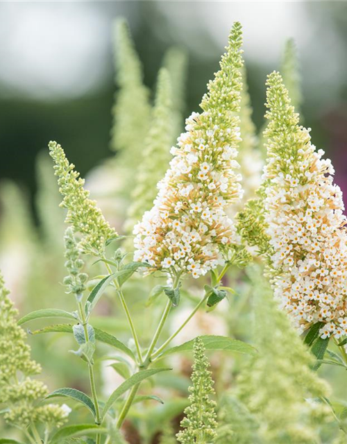 Buddleja Hybride Buzz Ivory