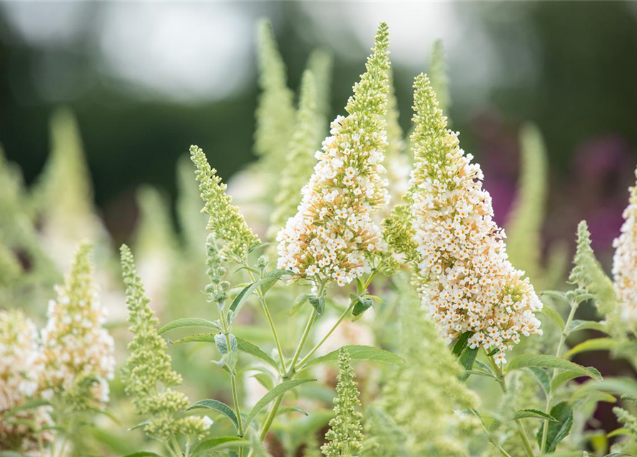 Buddleja Hybride Buzz Ivory